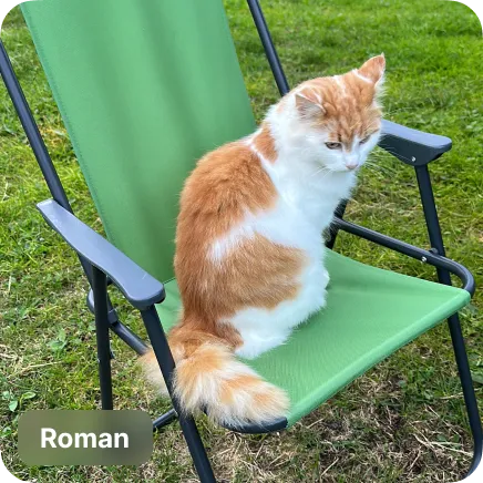 photo of a cat on a green camping chair